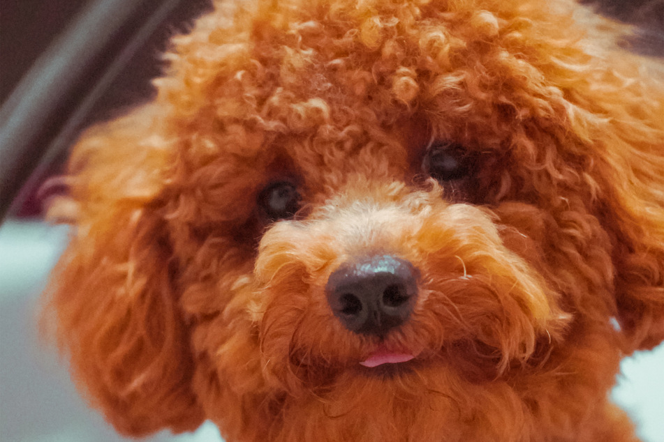 Toy poodles are some of the most ridiculously cute dogs in the entire world.