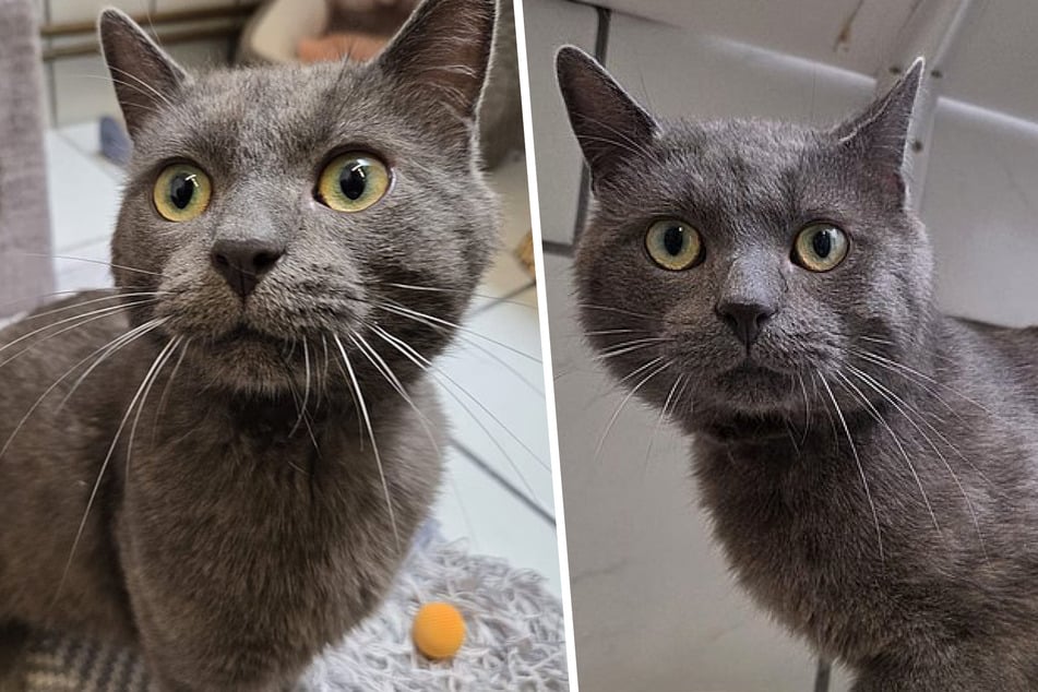 Tierheim-Kater mit Promi-Namen sucht neues Zuhause, doch nicht jeder kommt infrage
