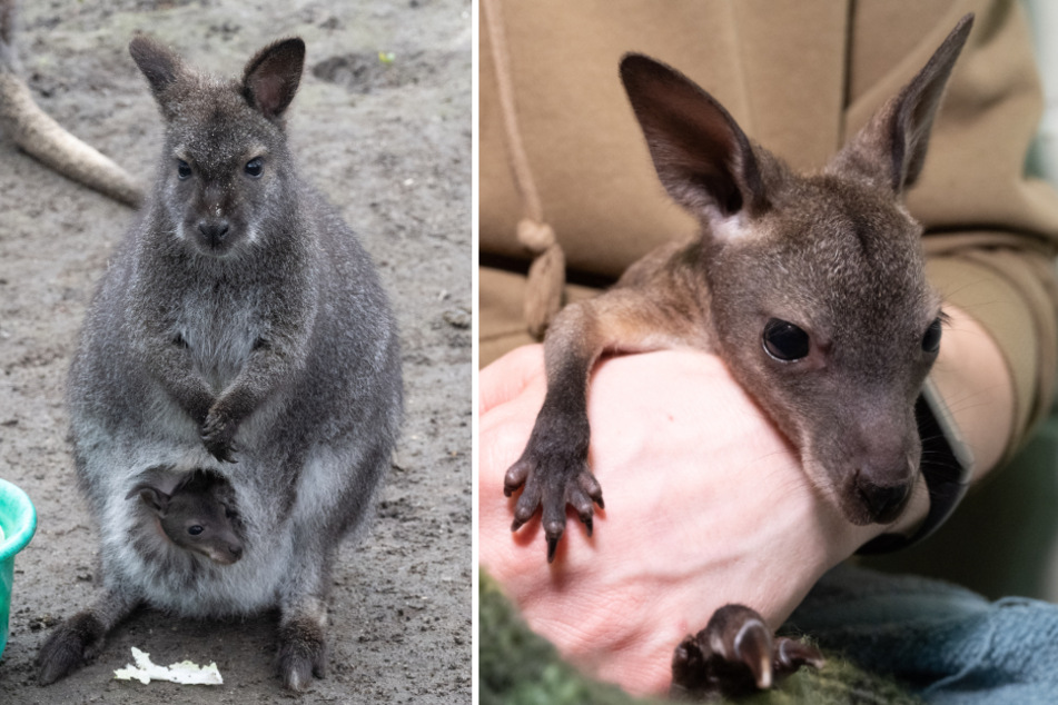Känguru-Baby fällt aus Beutel und wird verstoßen: Hat es noch eine Chance?
