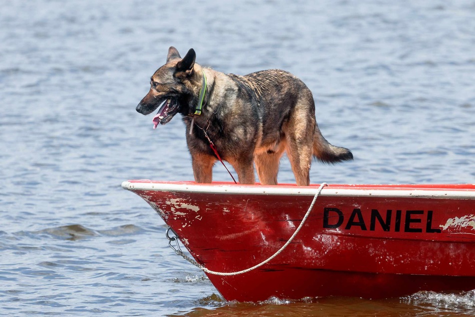 Spürhund Thor sucht auf dem Einfelder See nach einer minderjährigen Schwimmerin, die hier seit dem 18.06.2021 vermisst wird.