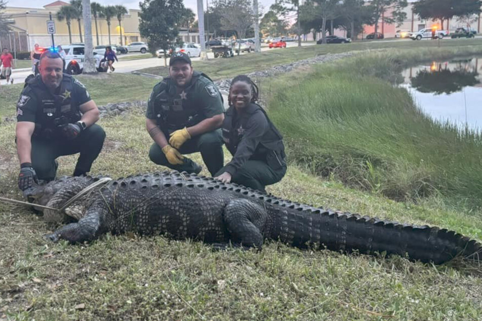 The Lee County police did not miss the opportunity to pose for a photo with their "catch" before the animal's transport.