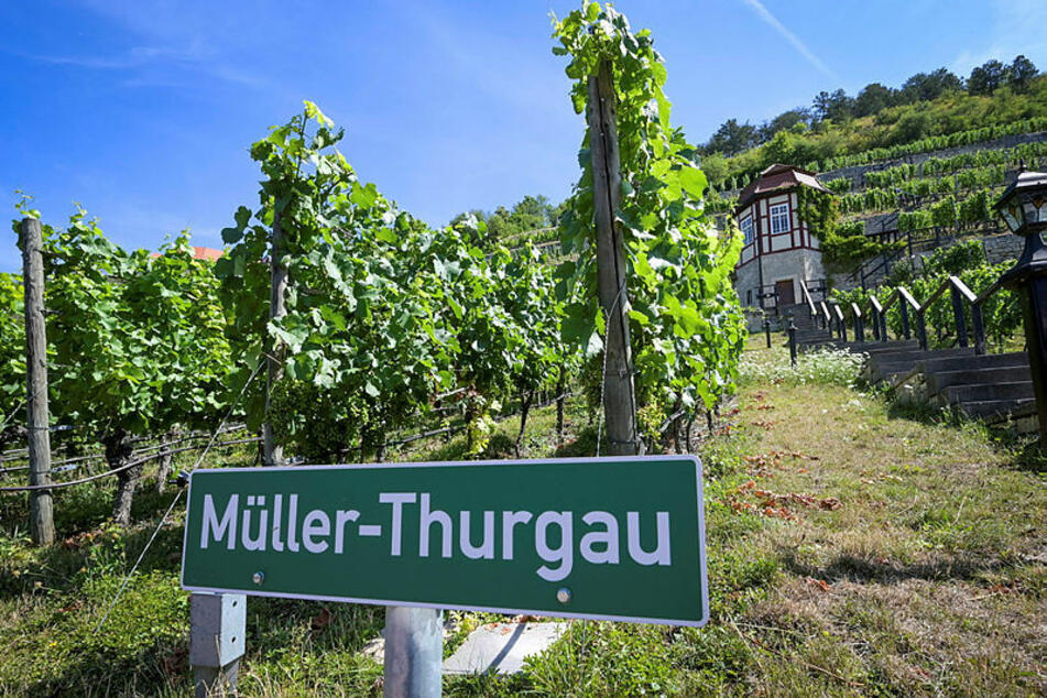 In dem heute rund 800 Hektar großen Anbaugebiet gibt es laut Verband mehr als 60 Rebsorten. Typisch sind Weißweine wie Müller-Thurgau.