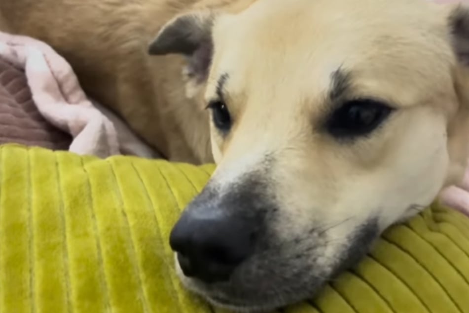 Mittlerweile ist Gus für immer bei seinem Retter Sam zu Hause.