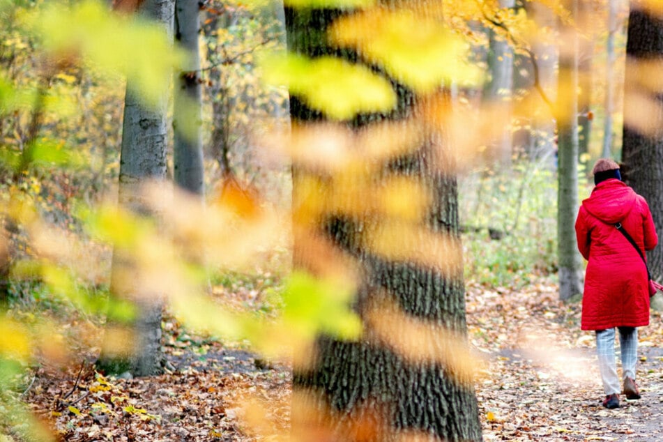 Bei einem Spaziergang traf eine Frau einen angeblichen Polizisten neben einem Audi mitten im Wald. Es stellte sich heraus, dass der Wagen gestohlen war. (Symbolbild)