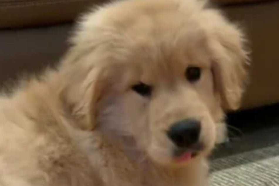 Golden Retriever Copley ist nicht gerade begeistert, als er die Kamera entdeckt.