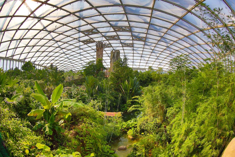 Das Neugeborene macht das so vielfältige Gondwanaland um ein Tier reicher.