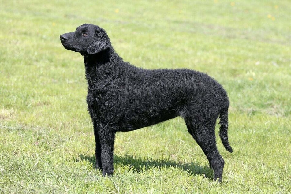 Agile and friendly, this curly-haired dog breed has the typical character of a retriever.