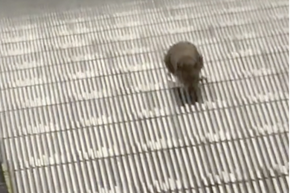 The rodent hopped out of the subway station, landing by landing.