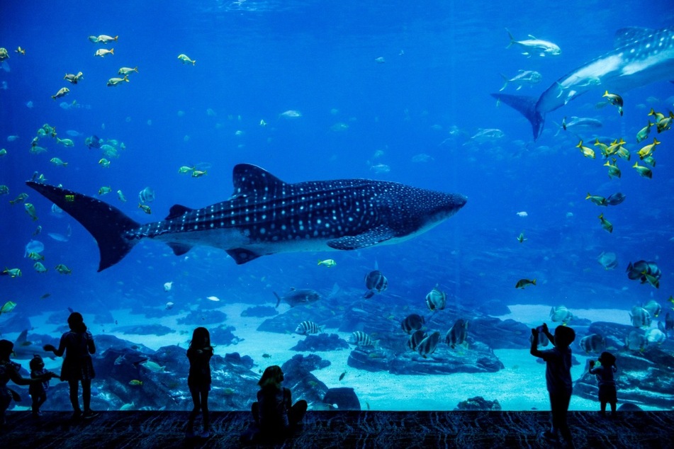 Die Aquarien in Berlin präsentieren ihren Besuchern faszinierende Unterwasserwelten. (Symbolbild)