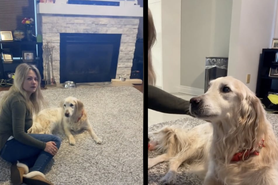 When golden retriever Rocky was about to cross the rainbow bridge, he gave his owners a touching moment that made their heartbreaking farewell even more moving.