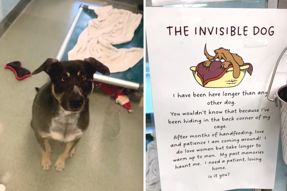 A sweet note and a TikTok clip made all the difference for this dog.