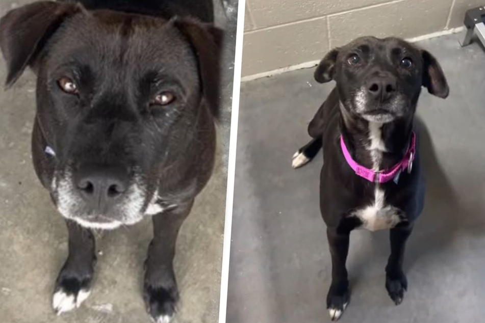 Rescue dog can't find a loving family – then a heartbreaking TikTok makes all the difference!