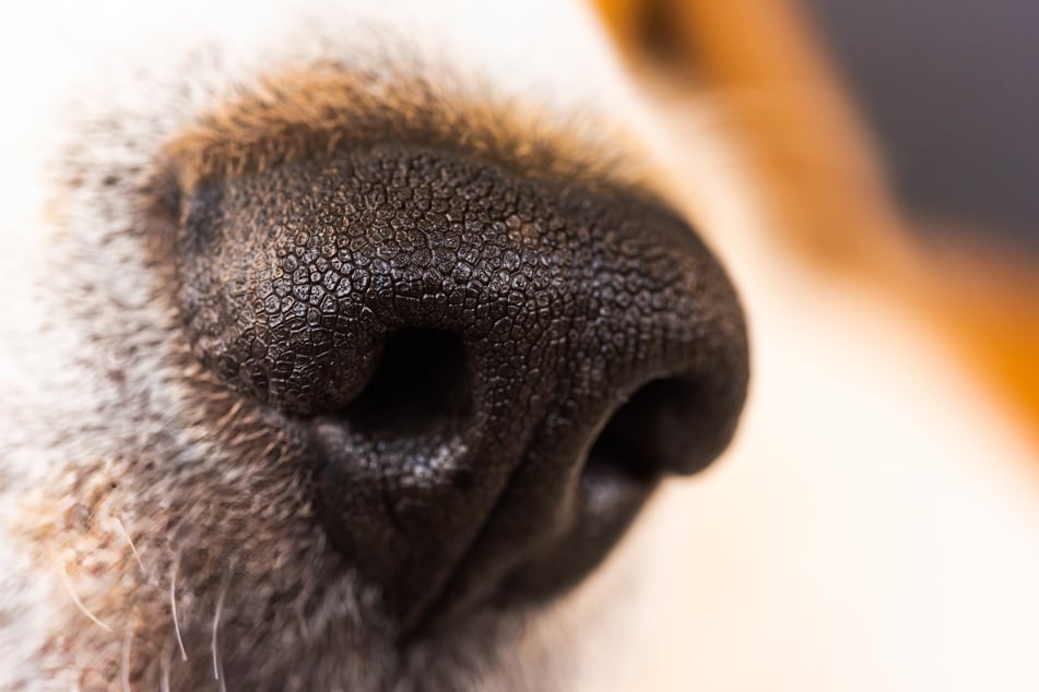 Hunde verlassen sich gerne auf ihre Nase - auch beim Erkennen von Tieren und Menschen.