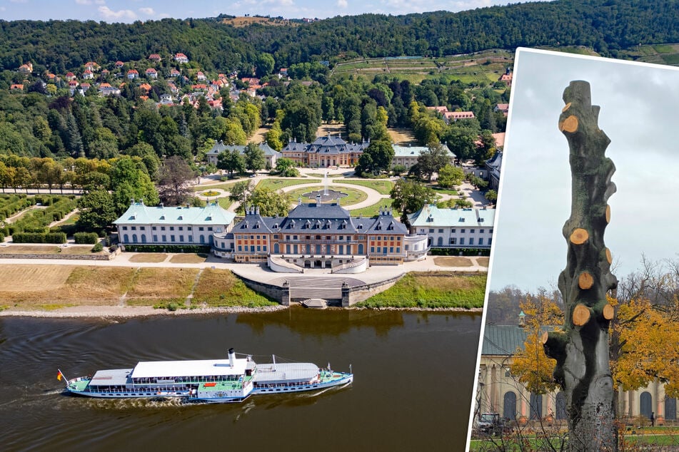 Dresden: Vor 130 Jahren gepflanzt: Blutbuchen-Schwestern im Pillnitzer Park mussten sterben