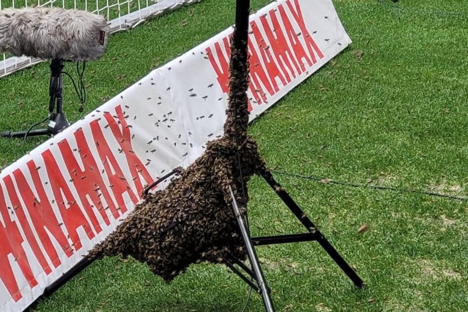 Die Insekten machten es sich in Tornähe in der Stuttgarter Arena gemütlich.