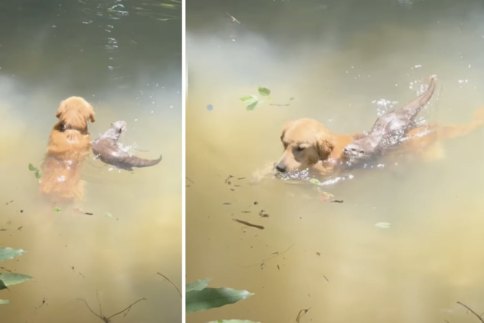 In einem Video aus Thailand sieht man einen Golden Retriever und einen Otter in einem Bach zusammen planschen.