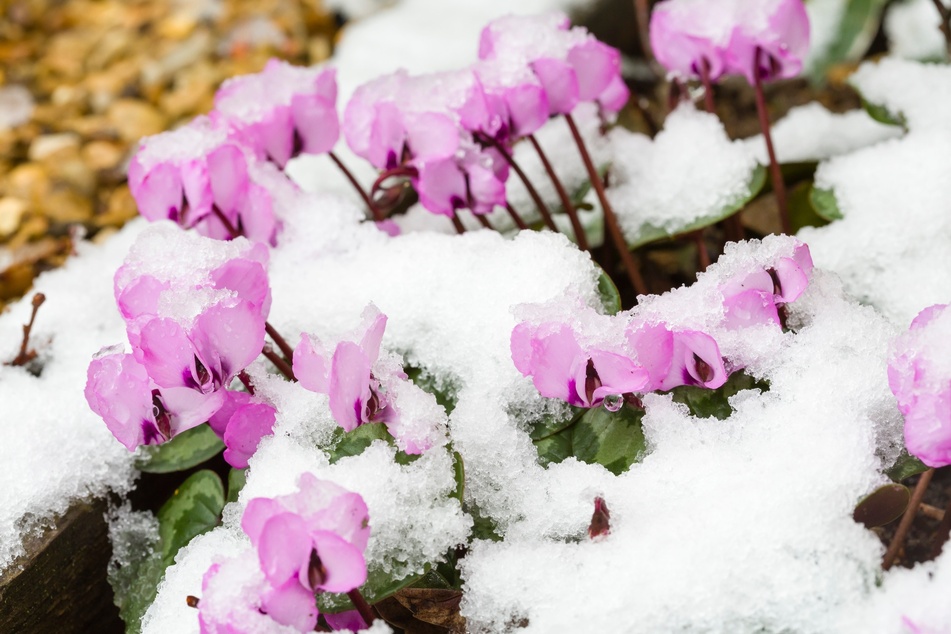 Alpenveilchen sind ein beliebter Winterblüher im Garten.