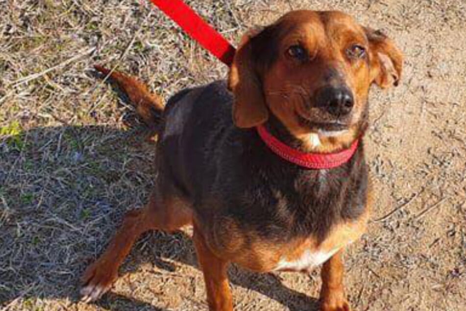 Hunde-Dame Lily überlebte das Tierheim nicht.