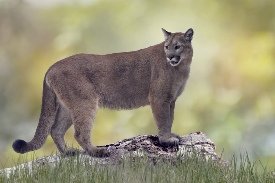 A man found an injured cougar in his backyard (stock image).