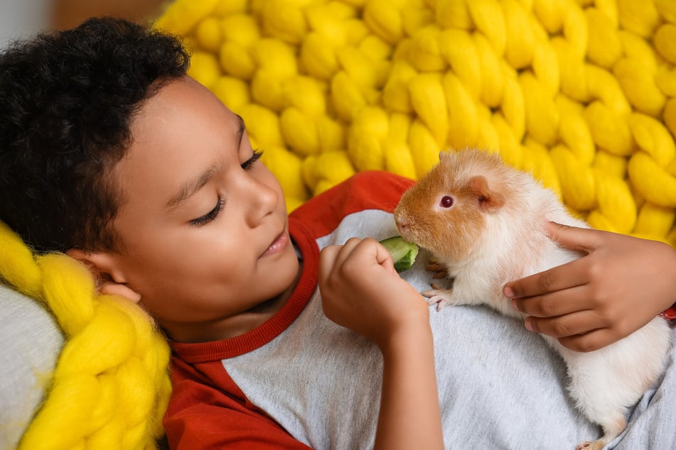 Hat sich das Meerschweinchen eingewöhnt, kann man mit ihm kuscheln - sofern es möchte.