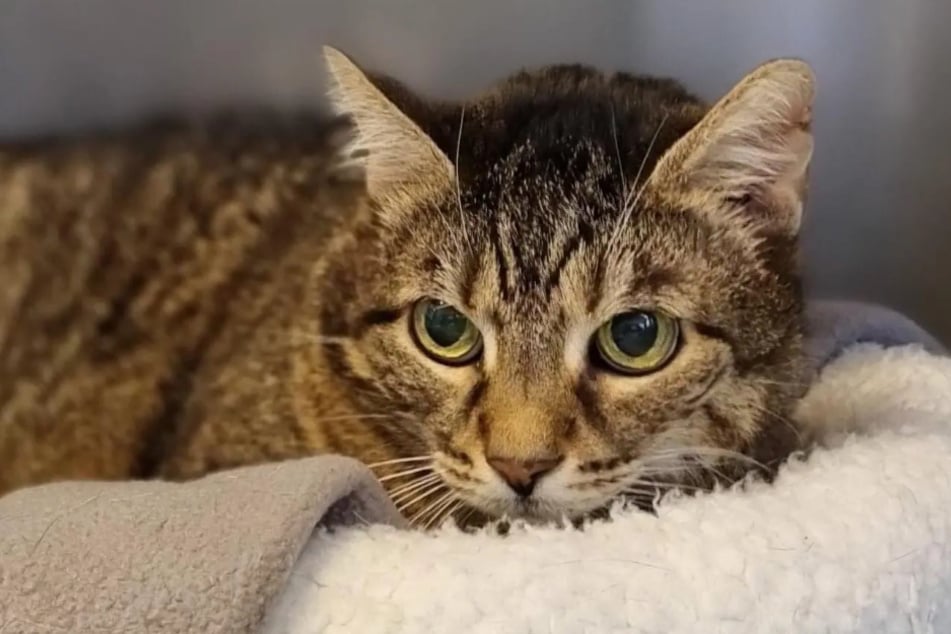 Katze Paula aus dem Hamburger Tierheim sucht nach einem liebevollen Zuhause.