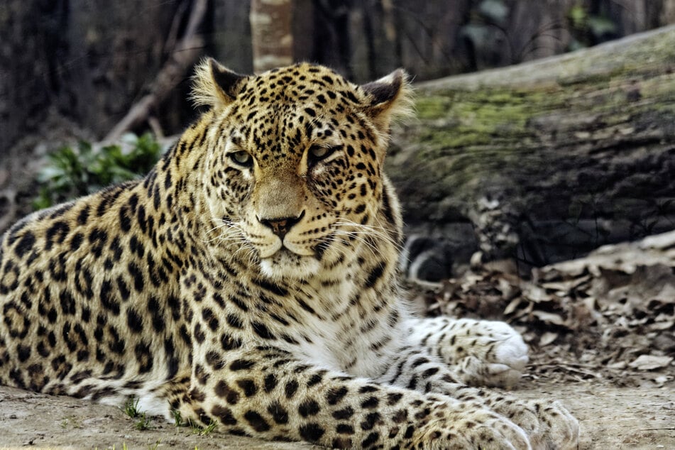 In freier Wildbahn sinken die Bestände von Persischen Leoparden immer weiter. Inzwischen stehen sie sogar auf der Roten Liste der IUCN.