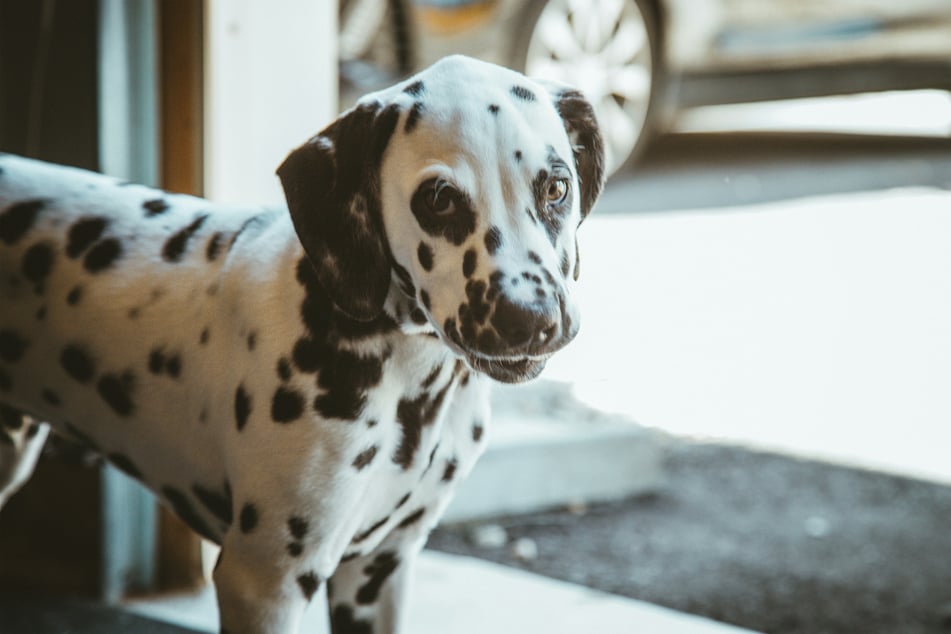 Dalmations are beautiful dogs, but they face some challenges.