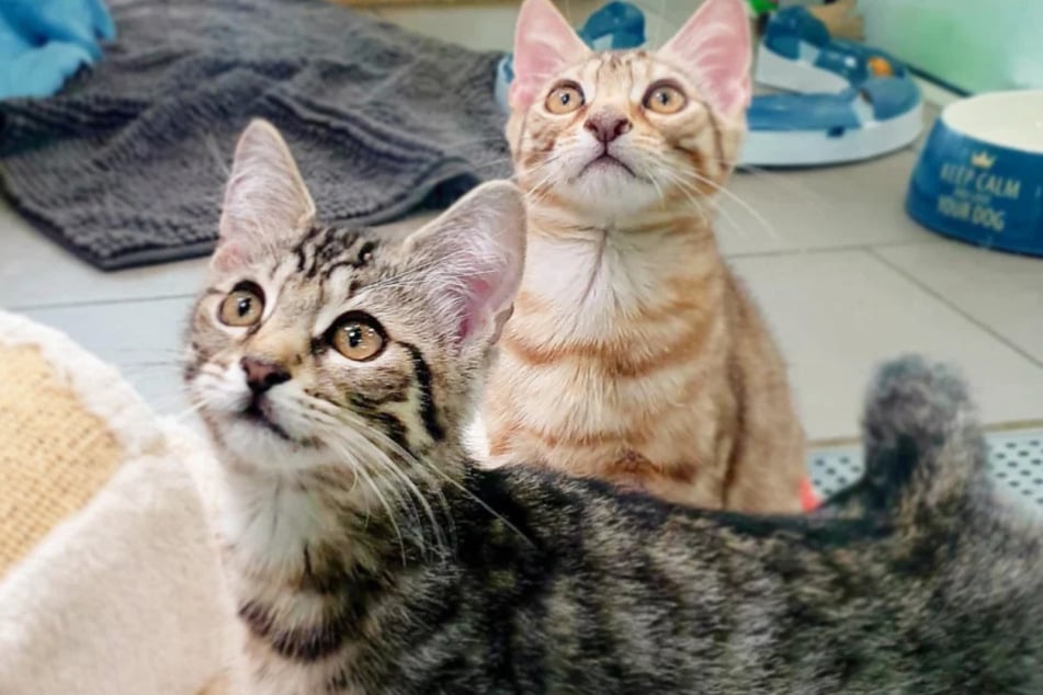 Dino und Charlie sind zwei Kater aus dem Berliner Tierheim, die gemeinsam adoptiert werden wollen.
