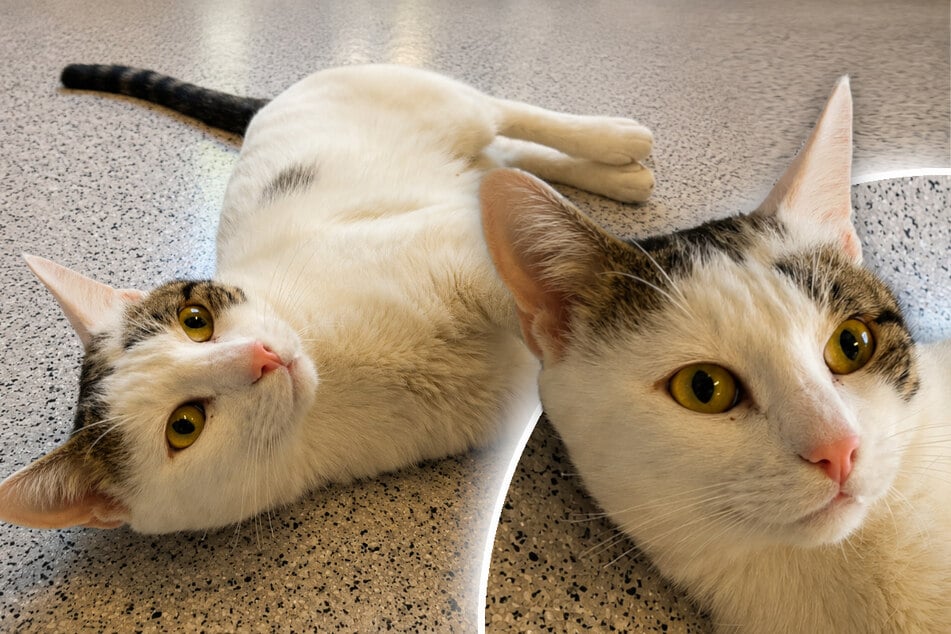 Weg von der Straße, endlich umsorgt: Kater "Trüffel Toni" hofft auf Happy End