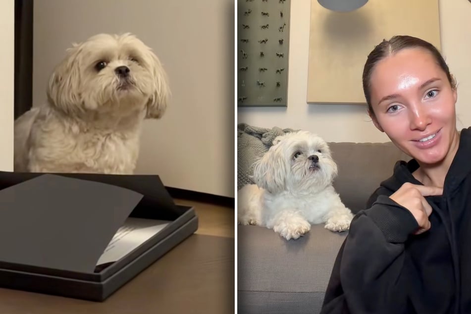 Žena se při ukládání do postele zdržuje: reakce jejího psa vyvolává slzy smíchu