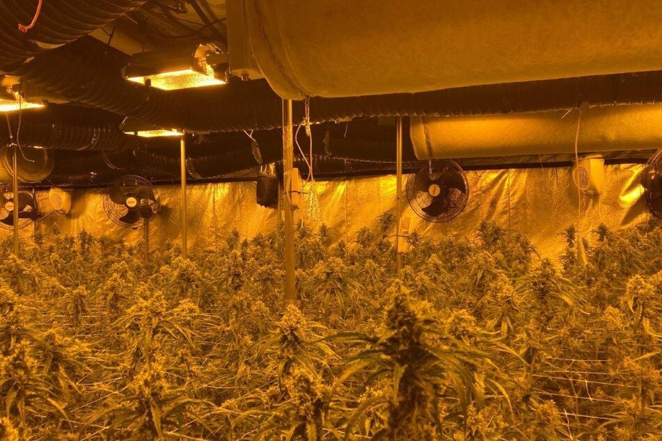 In einem leer stehenden Haus fand die Polizei eine riesige Cannabisplantage.