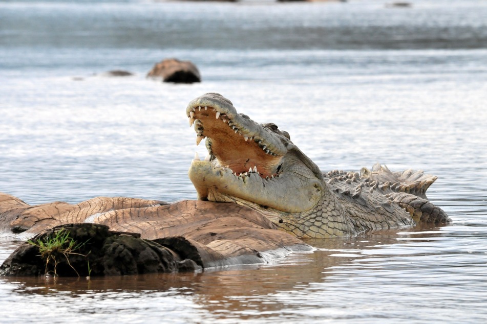 Ein Krokodil schnappte in Mexiko nach Melissa (31). (Symbolbild)