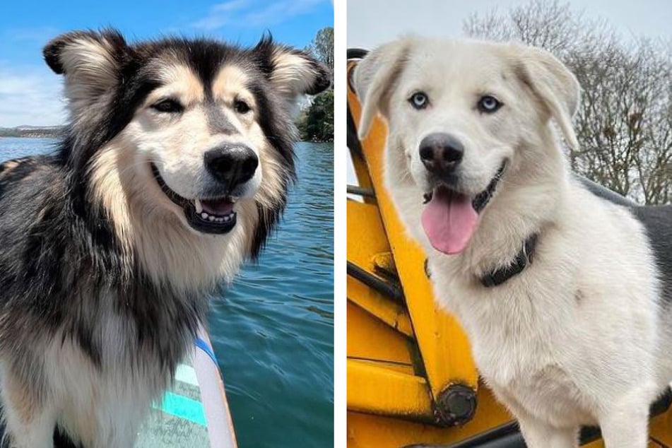 Two Insta-famous Goberians, Kona (l.) and Byron prove that not all of these breeds look the the same.