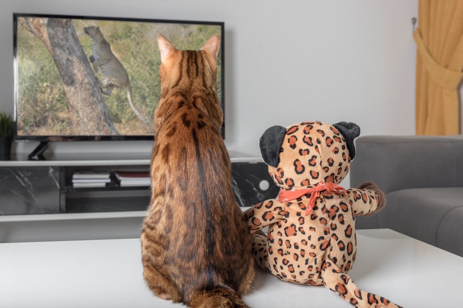 Manche Katzen sitzen gerne vor dem Fernseher und beobachten die sich schnell bewegenden Objekte auf dem Bildschirm.