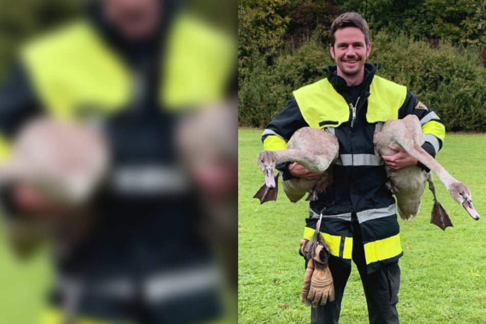 Ein Feuerwehrmann hat sich die zwei jungen Schwäne zur Rettung unter die Arme geklemmt.