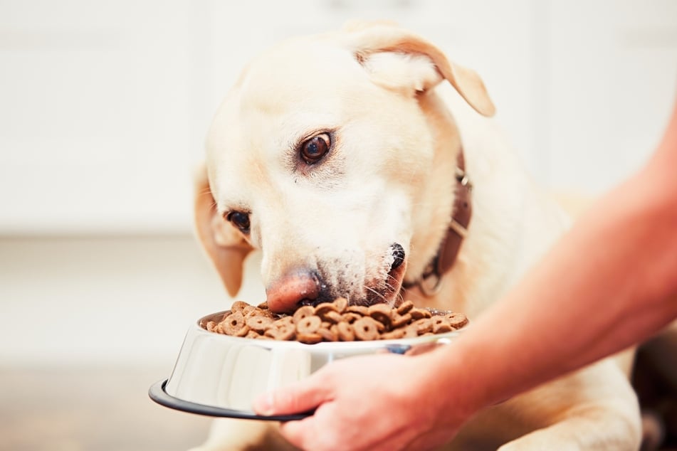 Einmal, zweimal oder nach Bedarf? Wie oft soll man einen Hund am Tag füttern?