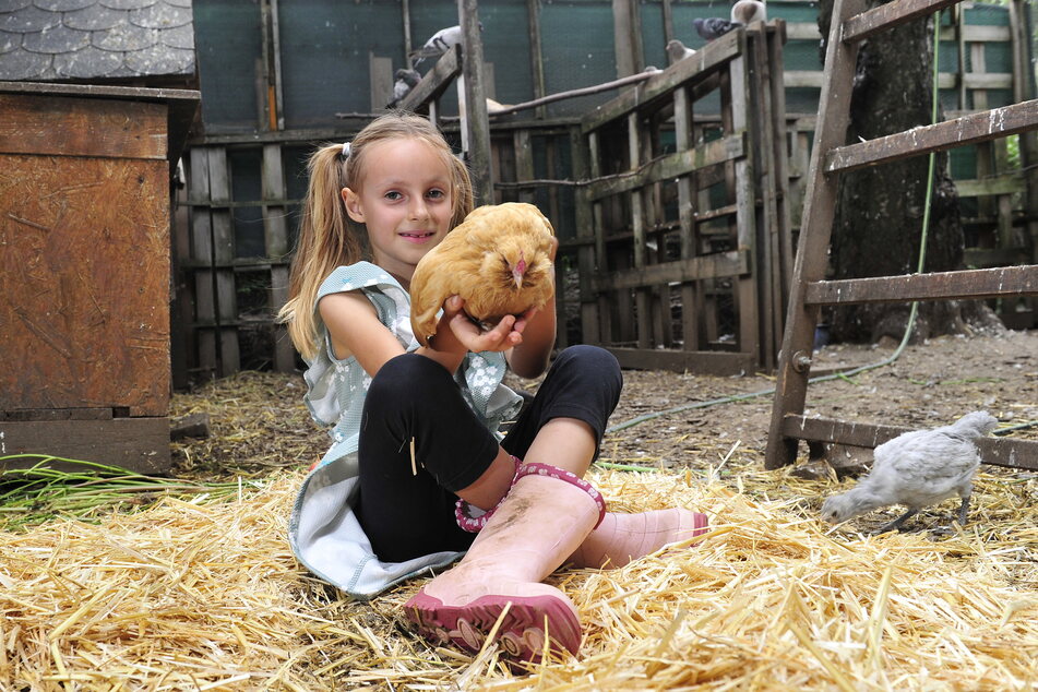 Streicheleinheiten fürs süße Federvieh: Das Lieblingszwerghuhn von Ella-Marie (7) heißt ausgerechnet "Täubchen", ist zwei Jahre alt.