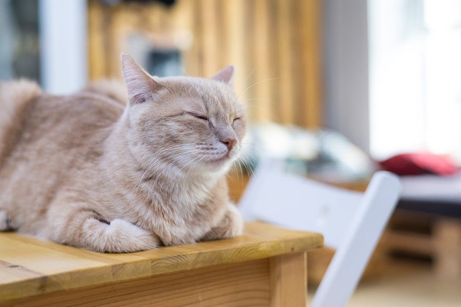 In dieser Schlafposition kann eine Katze auf Bewegungen reagieren.