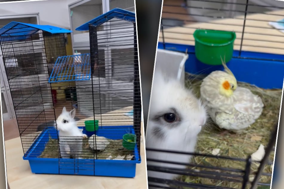 Bei diesem Anblick wird Tierfreunden das Herz schwer: Das Kaninchen und der Sittich wurden gemeinsam in einem dreckigen, viel zu engen Käfig gehalten.