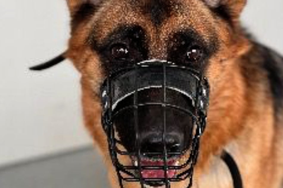 An ihren Maulkorb ist Blue gewöhnt. Den sollte sie bei Begegnungen mit anderen Hunden auch tragen.