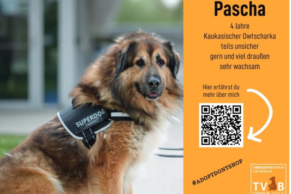 Hund Pascha (4) aus dem Tierheim Berlin wird mittels eines Steckbriefes im Forum Steglitz ausgestellt und möchte adoptiert werden.