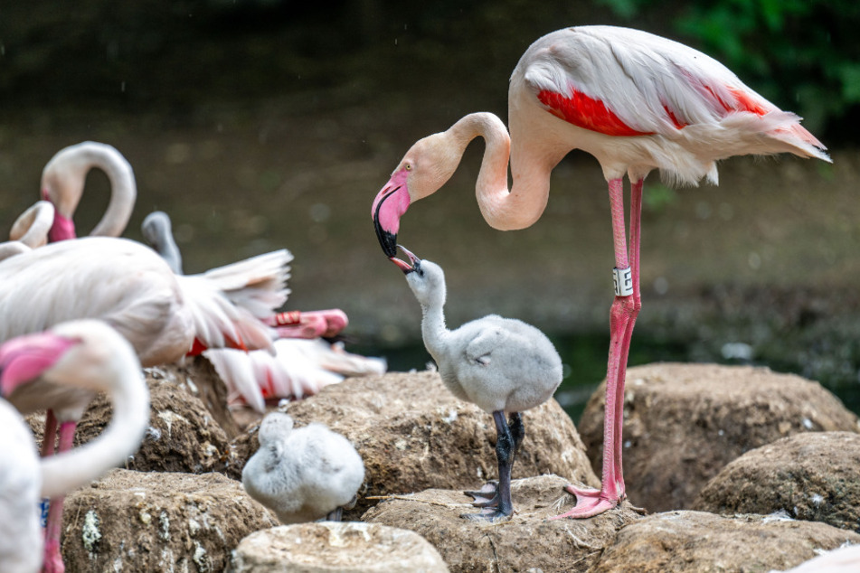 Auch die Flamingos könnt Ihr im Tierpark besuchen.