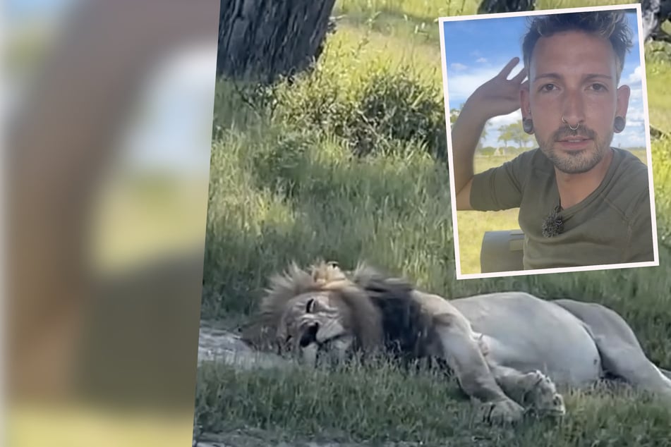 Bares-für-Rares-Star Fabian Kahl erlebt Safari-Schockmoment: "Hätten fast einen Löwen überfahren!"