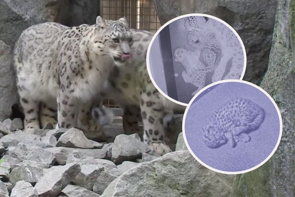 "Kinderkanal" im Leipziger Zoo: Süße Einblicke in die Höhlen der Leopardenbabys