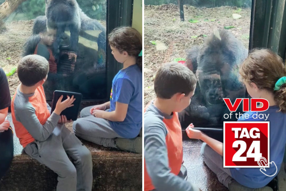 viral videos: Viral Video of the Day for November 7, 2023: Gorilla stares in awe at YouTube clip played by young zoo goers!