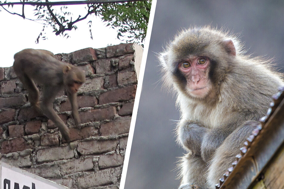 Horror in Indien: Affen reißen Mädchen (†5) Haut ab, töten Jungen (†3) mit Steinbrocken
