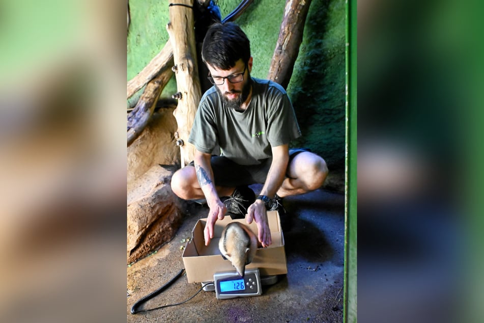 Tierpfleger Marc Tetzlaff (27) kümmert sich um den Nachwuchs.