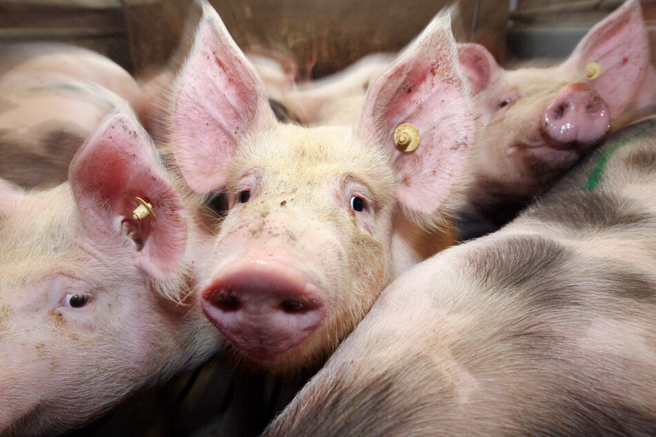 Die Schweine in Mastställen wachsen weiter, weil die Schlachthöfe eingeschränkt laufen.