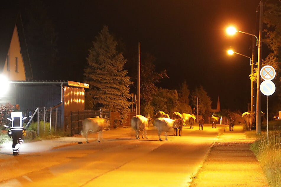 Etwa 15 Kühe blockierten die Max-Saupe-Straße.