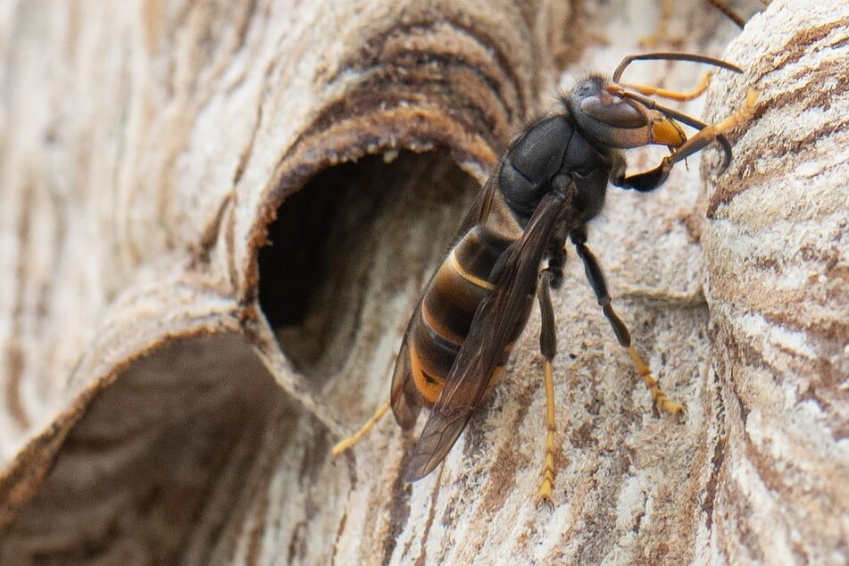 Die Asiatische Hornisse gilt als invasive Art, ihre Stiche sind deutlich schmerzhafter als die heimischer Insekten.